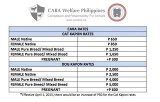 how much is spaying a cat in philippines|Updated Spay / Neuter Fees at CARA Clinic .